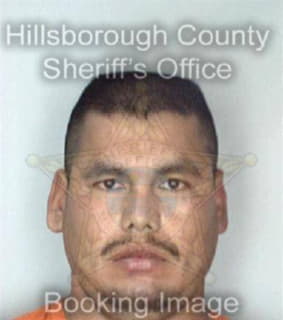 Molina Elvin - Hillsborough County, Florida 