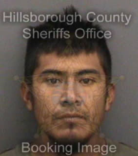 Rojo Antonio - Hillsborough County, Florida 